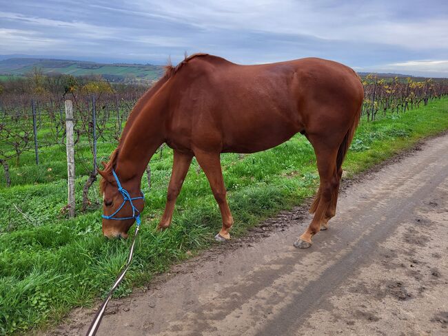 Hübscher Wallach zu verkaufen, Vanessa Rosenberg , Horses For Sale, Wolfsheim , Image 2