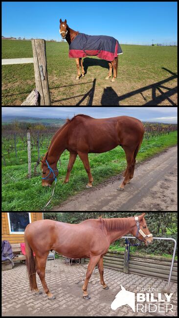 Hübscher Wallach zu verkaufen, Vanessa Rosenberg , Horses For Sale, Wolfsheim , Image 4