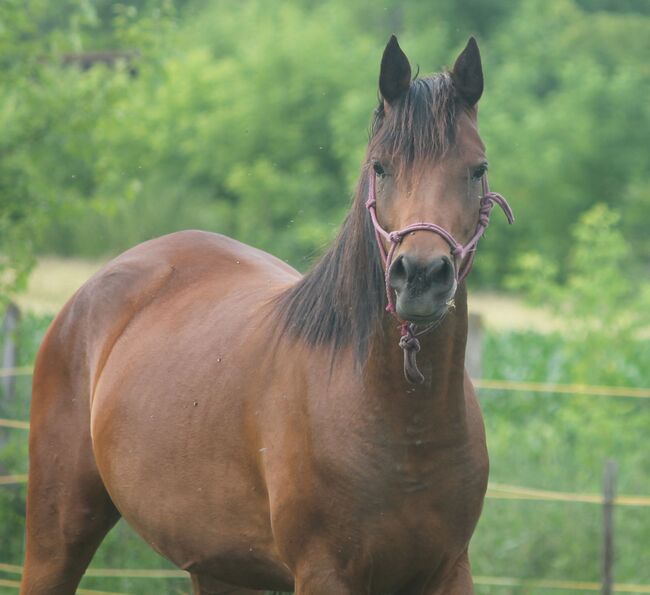 Vollblutaraber Aïsha, fast 4 Jahre alt, sucht ein 5* Zuhause, Daphne Kroon , Horses For Sale, Medina , Image 2