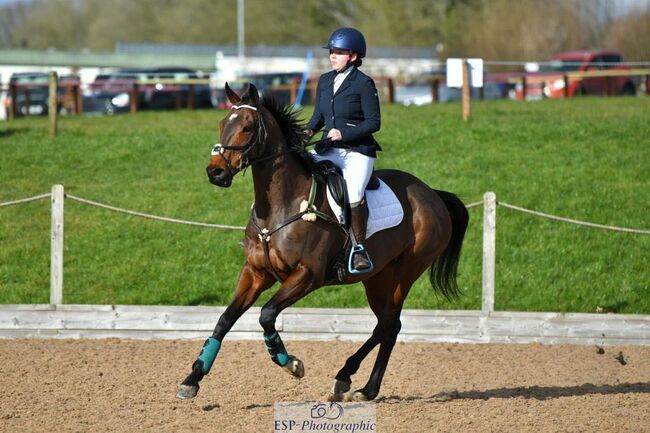 Quality Top Class Eventing Prospect, Tricia , Horses For Sale, Bridgwater , Image 6