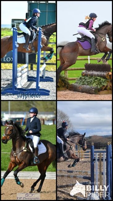 Quality Top Class Eventing Prospect, Tricia , Horses For Sale, Bridgwater , Image 7