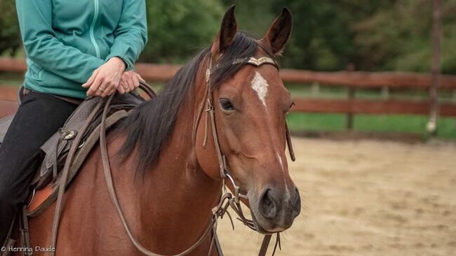 Quarter Horse Stute 11 Jahre, Alexandra Uckelmann, Horses For Sale, Dülmen, Image 2