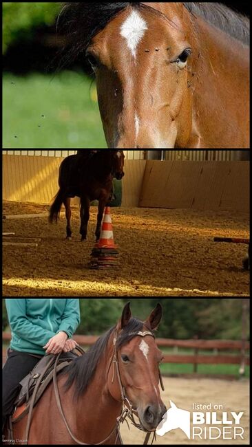 Quarter Horse Stute 11 Jahre, Alexandra Uckelmann, Pferd kaufen, Dülmen, Abbildung 4