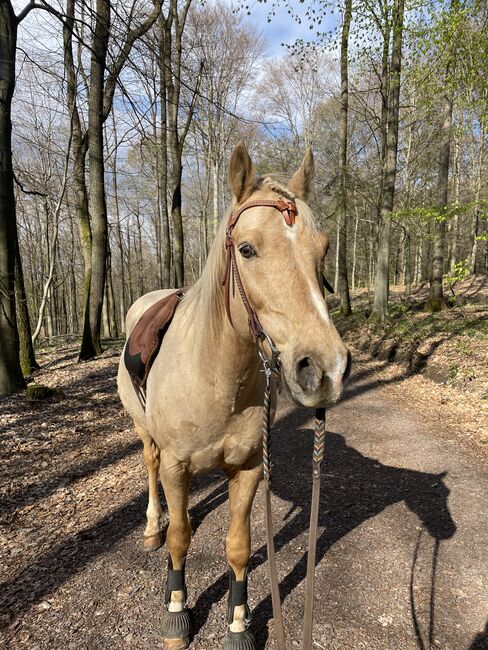 Quarter Horse Wallach, 13 Jahre, Leonor Steinberger, Horses For Sale, Saarbrücken , Image 5