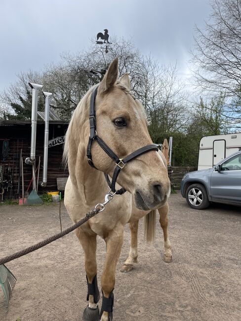 Quarter Horse Wallach, 13 Jahre, Leonor Steinberger, Pferd kaufen, Saarbrücken , Abbildung 4