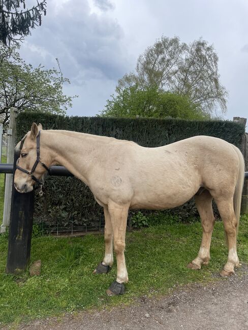 Quarter Horse Wallach, 13 Jahre, Leonor Steinberger, Pferd kaufen, Saarbrücken , Abbildung 3