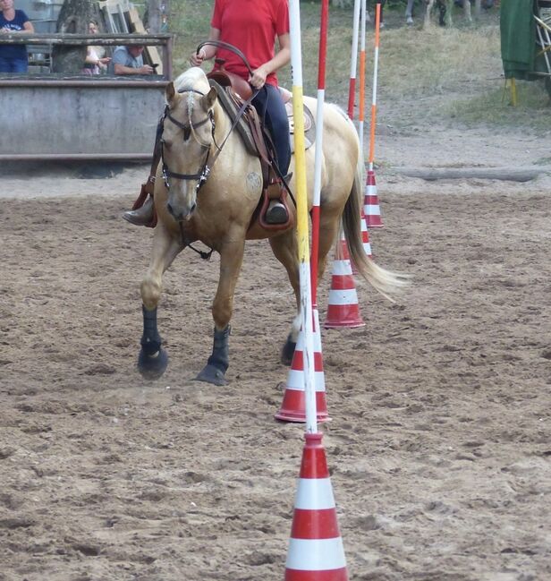 Quarter Horse Wallach, 13 Jahre, Leonor Steinberger, Pferd kaufen, Saarbrücken , Abbildung 6