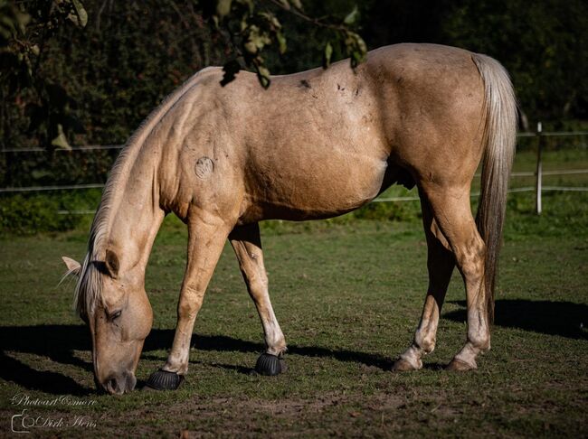 Quarter Horse Wallach, 13 Jahre, Leonor Steinberger, Pferd kaufen, Saarbrücken , Abbildung 8