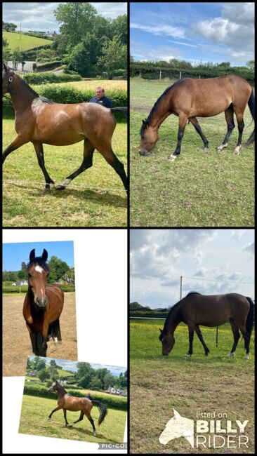 Registered Part Bred Section D 4 year Old Mare, Terri, Horses For Sale, Pentre'r beirdd, Image 6