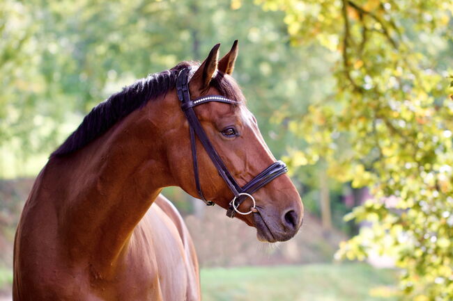 Reitbeteiligung an Dressurpferd, Annika, Reitbeteiligungen, Bollschweil