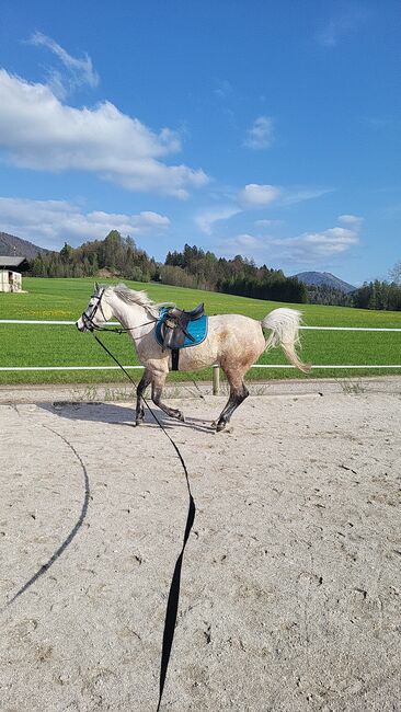 Reitbeteiligung, Michi , Reitbeteiligungen, Hof bei Salzburg, Abbildung 4