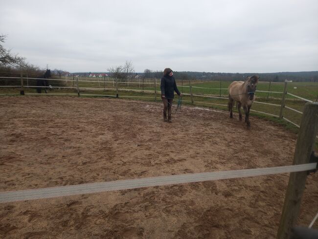 Reitbeteiligung für Tarpan-Konikmix, Röttenbach, Strong Together Horsetraining UG, Verena + Janina, Reitbeteiligungen, Gremsdorf, Abbildung 4