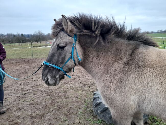 Reitbeteiligung für Tarpan-Konikmix, Röttenbach, Strong Together Horsetraining UG, Verena + Janina, Reitbeteiligungen, Gremsdorf