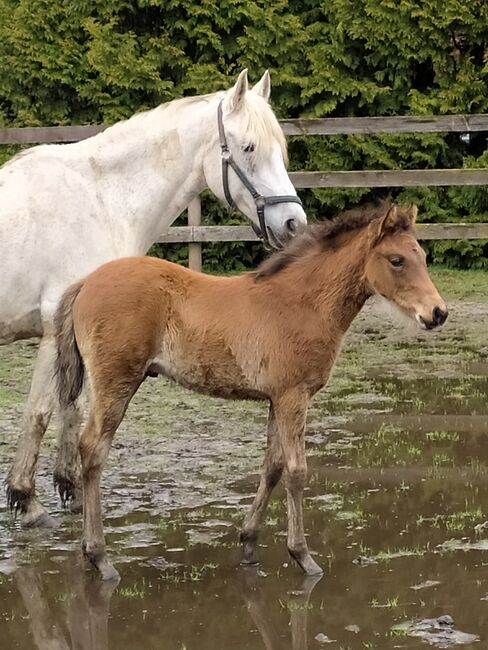 Reitpony Hengstfohlen, schmoranz, Pferd kaufen, Papenburg Aschendorf