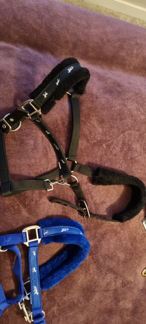 Rhinegold padded headcollars size full, Catriona Hunter , Halters, Whitburn, Image 2