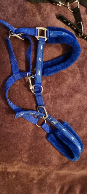 Rhinegold padded headcollars size full, Catriona Hunter , Halters, Whitburn