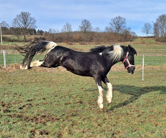 Reit-/, Pflege- , Fahrbeteiligung, Karin , Horse Sharing, Lohberg , Image 3