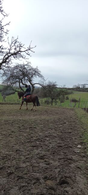 Reit u.Fahrpferd, Silke Laub, Horses For Sale, Relsberg, Image 4