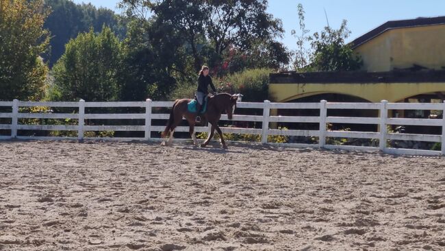 Reit u.Fahrpferd, Silke Laub, Horses For Sale, Relsberg