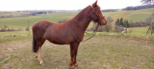 Reit u.Fahrpferd, Silke Laub, Horses For Sale, Relsberg, Image 6