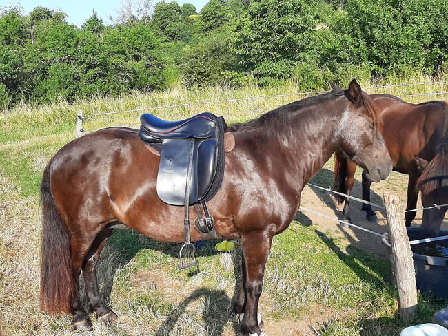 Reitbeteiligung auf zwei Islandstuten, oder Einzelstunden im Gelände !, Michael Weyandt, Horse Sharing, Dillenburg