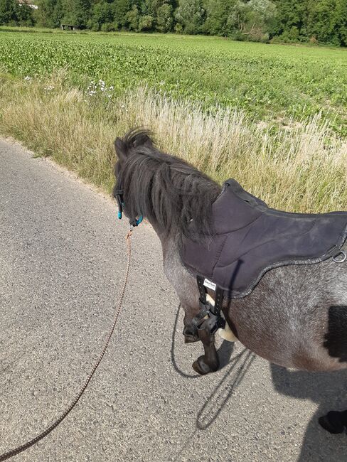 Reitbeteiligung Ausbildung Shetty, ponymausi, Horse Sharing, Naumburg