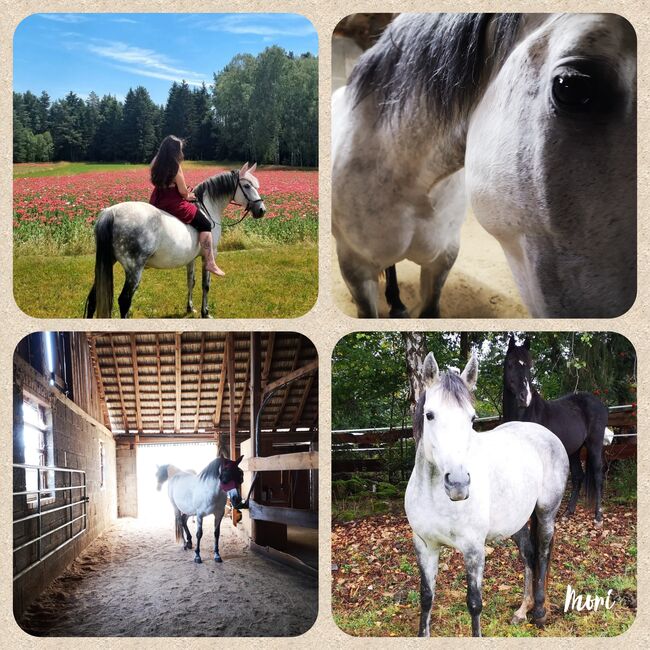 Reitbeteiligung Pflegebeteiligung Mitreiterin, RSeidl, Horse Sharing, Ober Rosenauerwald, Image 3