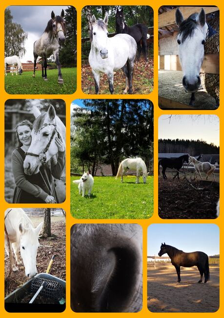 Reitbeteiligung Pflegebeteiligung Mitreiterin, RSeidl, Horse Sharing, Ober Rosenauerwald, Image 9