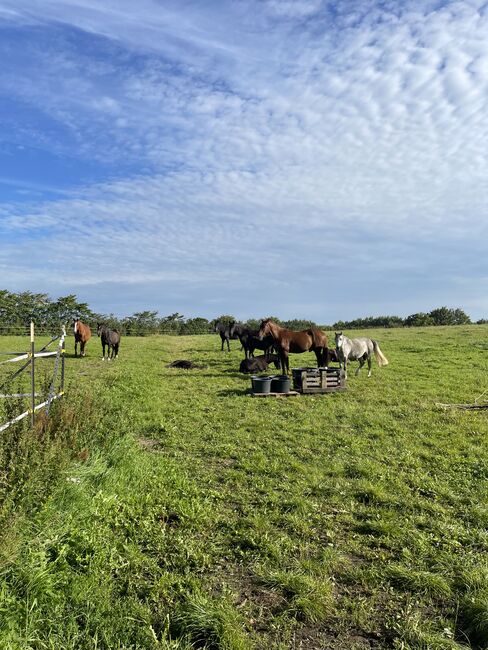 Reiterferien exclusiv maximal 4 Kinder/Personen, Luckyhorseacademy, Riding Holidays, Aabenraa, Image 19