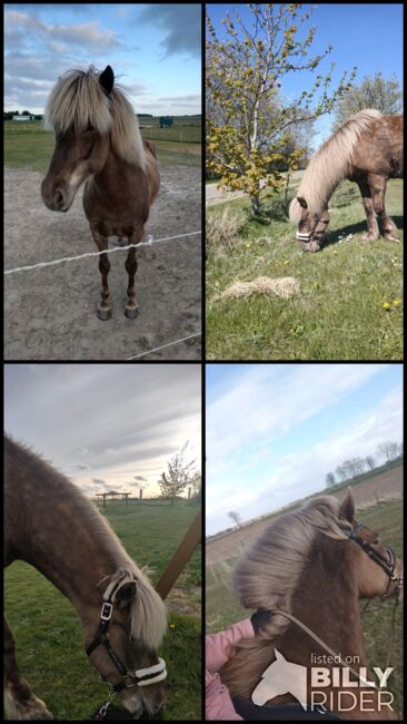 Schicke Windfarbstute mit toller Abstammung, Lucile Bechtel, Pferd kaufen, Wyk auf Föhr, Abbildung 5