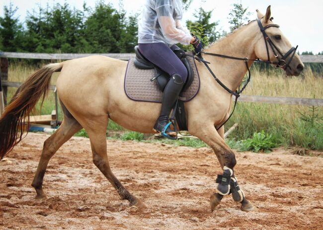 schönes pony, dleskovak, Pferd kaufen, Luh nad Svatavou, Abbildung 3