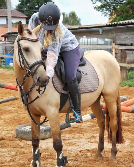 schönes pony, dleskovak, Pferd kaufen, Luh nad Svatavou, Abbildung 5