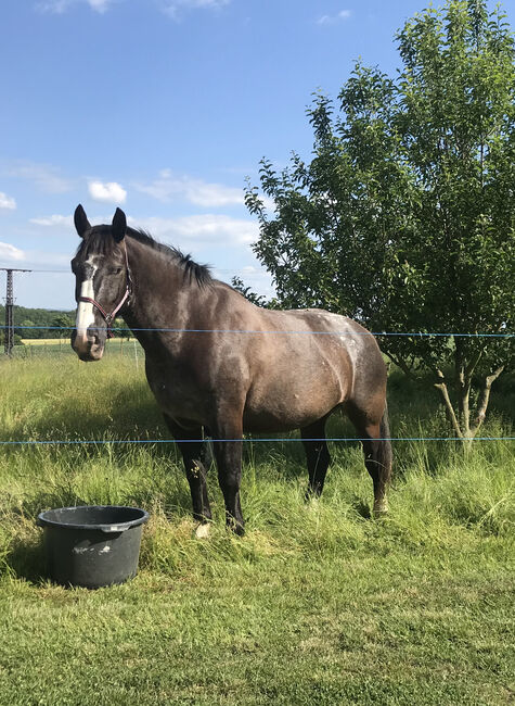 Schweres Warmblut Noriker Mix, Christin Fischer, Pferd kaufen, Großschirma , Abbildung 2