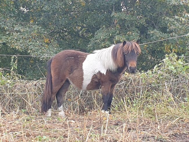 Shettlandpony, Nicole Kindl , Pferd kaufen, Ahlbeck , Abbildung 4