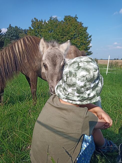 Shetty Stute mit Fohlen shetland Pony, V. Köhler , Pferd kaufen, Sornzig-Ablaß, Abbildung 4