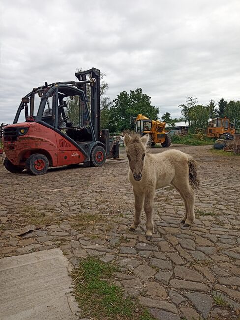 Shetty Stute mit Fohlen shetland Pony, V. Köhler , Pferd kaufen, Sornzig-Ablaß, Abbildung 7