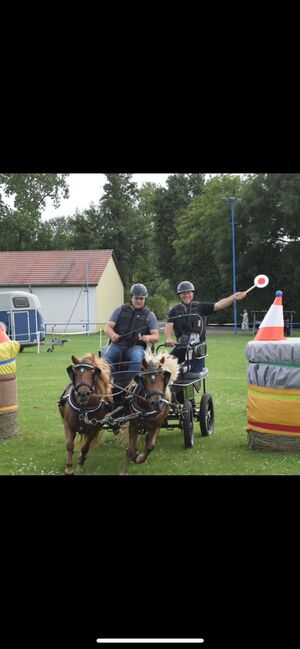 Shetty Stute, Christian Blosfeld, Pferd kaufen, Sangerhausen , Abbildung 4