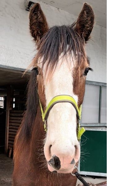 Shire Horse Fohlen Einstein, Manuel, Pferd kaufen, Seefeld in Tirol, Abbildung 5