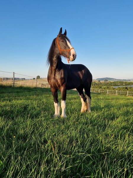 Shire Horse Stute Amelie, Manuel, Pferd kaufen, Seefeld in Tirol, Abbildung 3