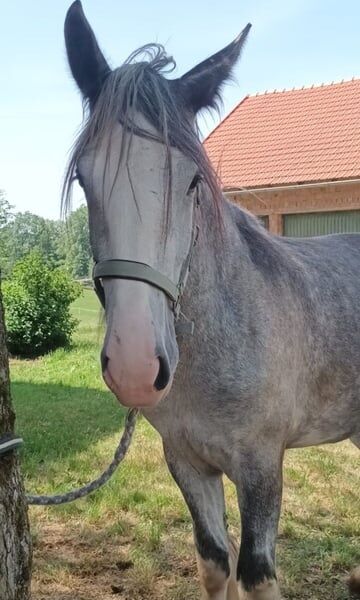 Shire Horse Stute Scarlett, Manuel, Pferd kaufen, Seefeld in Tirol, Abbildung 3