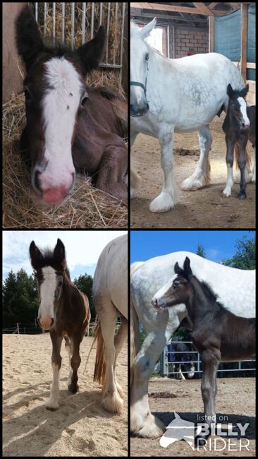 Shire Horse Stutfohlen Ylvi, Manuel, Pferd kaufen, Seefeld in Tirol, Abbildung 6