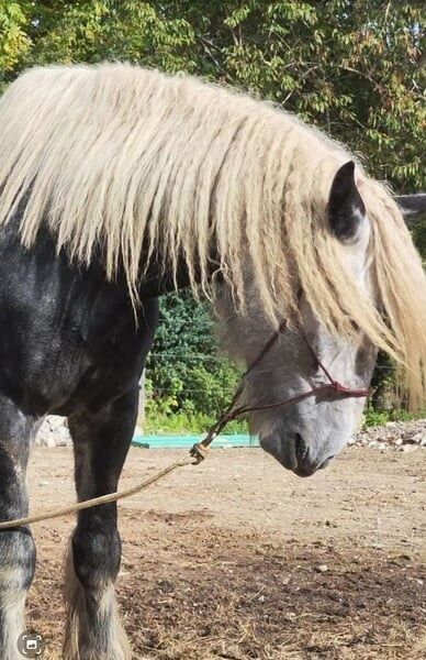 Shire Horse Wallach Arthus, Manuel, Pferd kaufen, Seefeld in Tirol, Abbildung 4