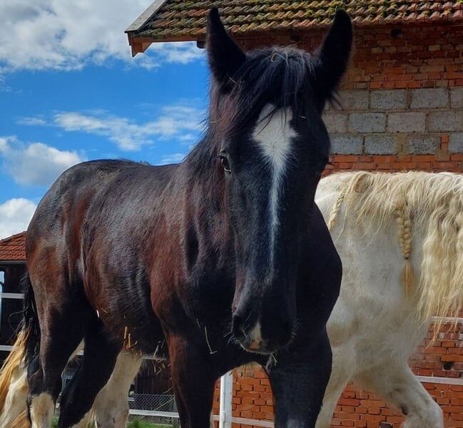 Shire Horse Wallach Babylon, Manuel, Pferd kaufen, Seefeld in Tirol, Abbildung 3