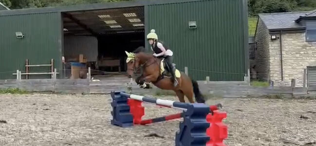 Showjumping Pony with huge potential, Lisa Crookes, Horses For Sale, Keynsham, Image 4