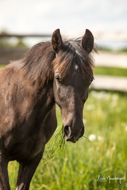 #specialbreed #specialcolourguarantee, WOW Pferd  (WOW Pferd), Pferd kaufen, Bayern - Attenkirchen, Abbildung 5