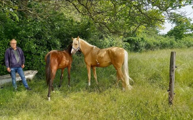 Stallhilfe 1-2 die Woche gesucht, St. Gärtner, Stellenangebote, Alpen