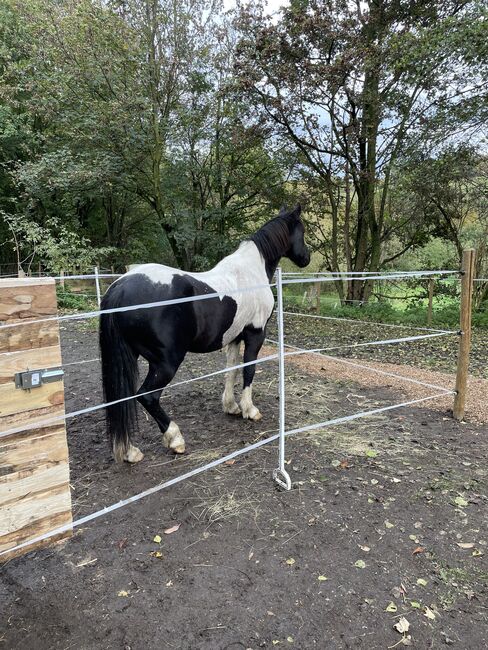 Stallplatz, Außenbox mit Paddock, Außenbox mit Paddock, Sandra und Sven Balzereit , Stallplätze, Bonn, Abbildung 2