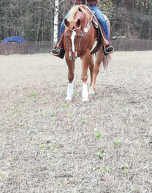 Kräftiger, großrahmiger Freizeitpartner, Kerstin Rehbehn (Pferdemarketing Ost), Horses For Sale, Nienburg, Image 4