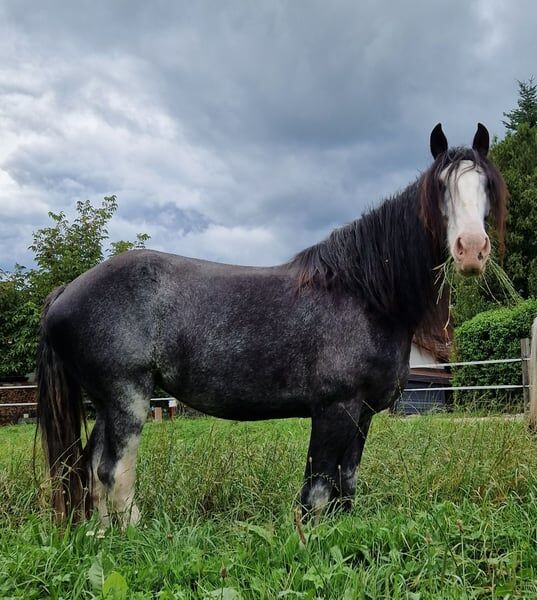 Stute Drama Queen alias Queeny, Manuel, Pferd kaufen, Seefeld in Tirol