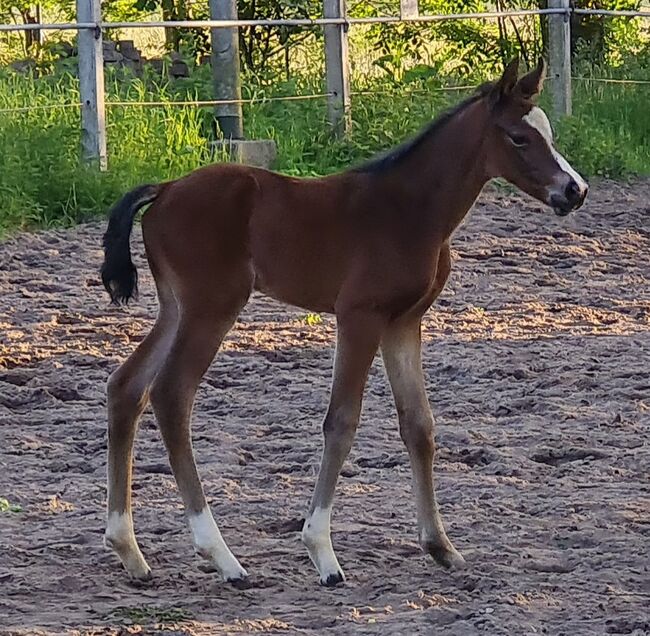 Stutfohlen, charakterstark, Gaby Struhs, Pferd kaufen, Padingbüttel